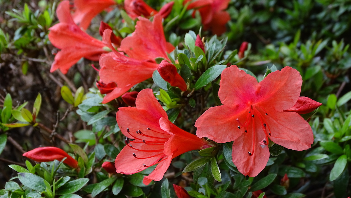 nakaharae orange form